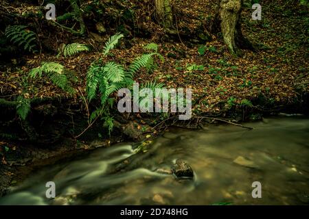 Spruit in forest. Long exposure.  Stock Photo