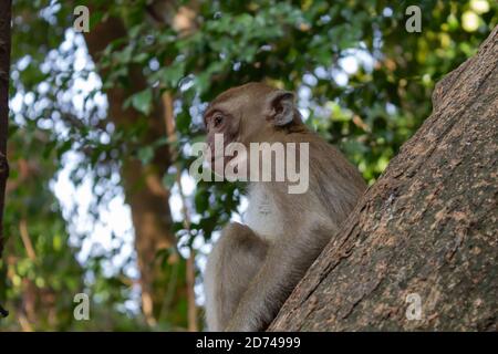 Young monkey sits on a tree Stock Photo