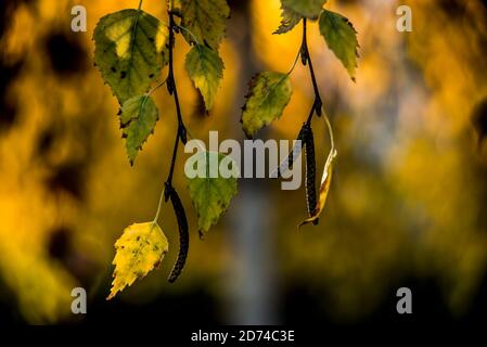 autumn and yellow leafs Stock Photo