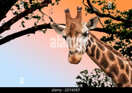 Giraffe head on nature background. Stock Photo