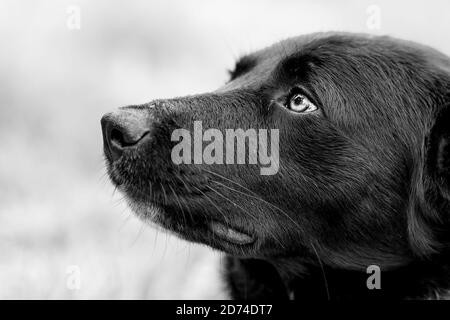 Close up partial head-shot animal outdoors portrait of black stray dog, Bulgaria. Focus on the eye, black and white photo Stock Photo