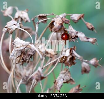 High-resolution close-up of a colourful Ladybug / Coccinellidae asleep in a decaying seedpod Stock Photo