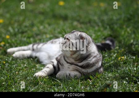 Gray striped cat laying on the field Stock Photo