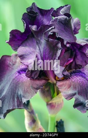 Tall bearded Iris 'Superstition' flower Stock Photo