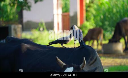 Two crows standing on a black cow. Close up pair black and grey birds from crow family. Two hooded crows are fighting on the summer lawn. Life of city Stock Photo