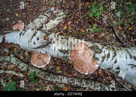Birch polypore / birch bracket / razor strop (Fomitopsis betulina / Piptoporus betulinus), bracket fungus on fallen birch tree trunk in autumn forest Stock Photo