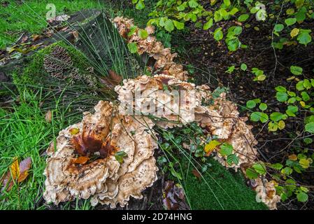 Giant polypore / black-staining polypore (Meripilus giganteus) and Trametes fungi growing at base of tree trunk in autumn forest Stock Photo