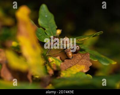 Acorns on an Oak Tree Stock Photo