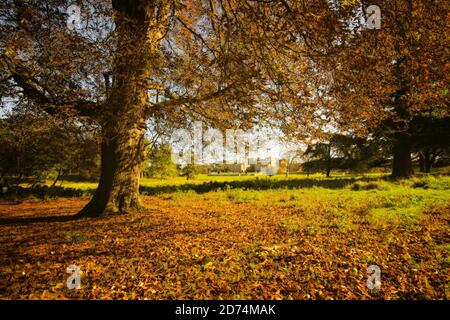 Autumnal trees in Holkham Hall grounds. Autumn leaves and Holkham Hall framed in the background.  Landscape format. Stock Photo