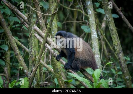 A golden monkey in in the wilderness of Volcanoes National Park in Rwanda Stock Photo