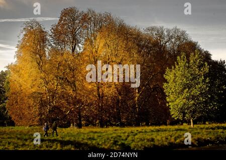 Autumnal trees in Holkham Hall grounds. Landscape format. Stock Photo