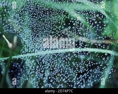 Raindrops on a spider web at the garden. Stock Photo