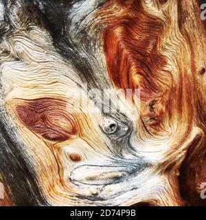Wooden structures from an old tree Stock Photo