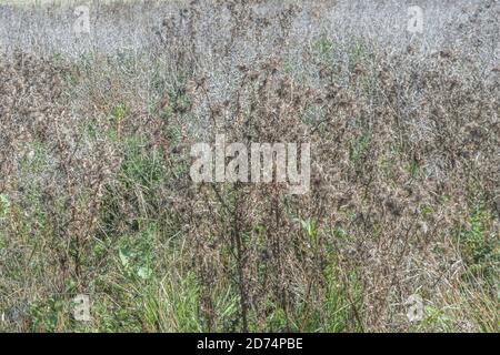 Field overgrown by a mass of common agricultural weeds including Spear Thistle / Cirsium vulgare. For invasive weeds or plant, problem weeds. Stock Photo