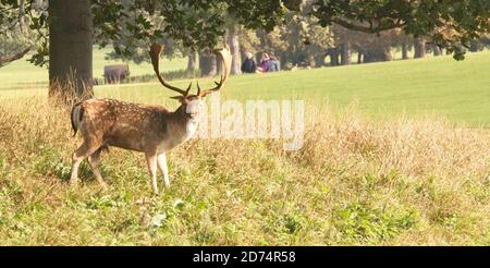 Profile of Common Fallow Buck, in Holkham Hall grounds,  Open space of grass and trees in background. Autumn. Landscape format. Stock Photo