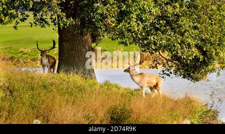 Pair of Common Fallow Bucks, in Holkham Hall grounds, standing under a tree. Autumn. Stock Photo