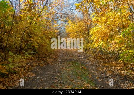 Autumn road in forest. Sunbeams on yellow leaves of trees. Stock Photo