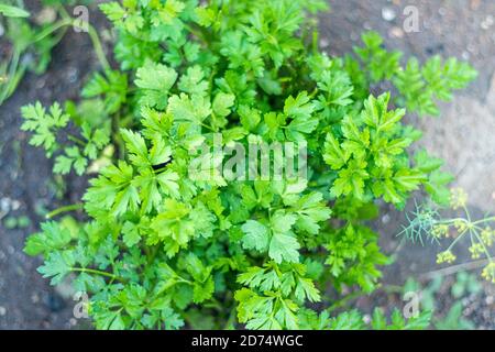 Bunch of parsley grows on the garden bed. Green parsley. growing herbs, parsley leaves. Soft focus Harvesting concept. Stock Photo