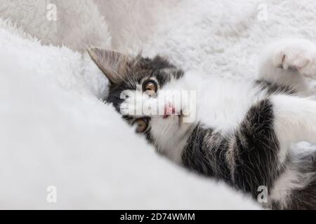 portrait of a long hair Norwegian forest kitten on white blanket Stock Photo