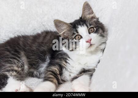 portrait of a long hair Norwegian forest kitten on white blanket Stock Photo