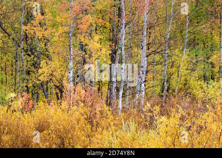 Autumn colored aspen trees growing above a series of fall willow bushes. Grand Teton National Park, Wyoming Stock Photo