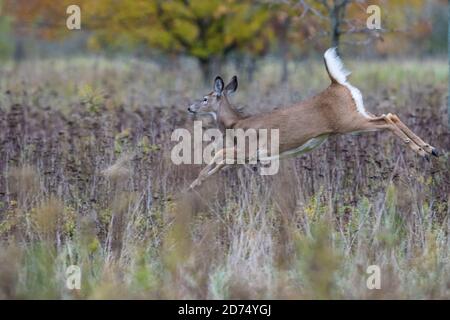 white-tailed deer (Odocoileus virginianus) running in autumn Stock Photo
