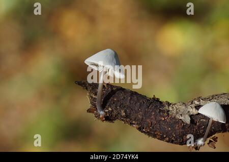 Small mushroom growing on decayed branch in a Dutch forest in the autumn. Netherlands, October Stock Photo