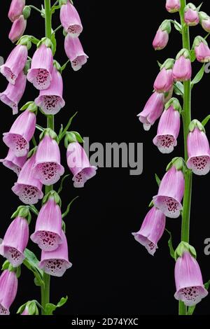 red digitalis purpurea (foxglove) flower on black background Stock Photo