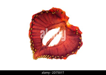 Closeup of a dehydrated strawberry slice isolated on white Stock Photo