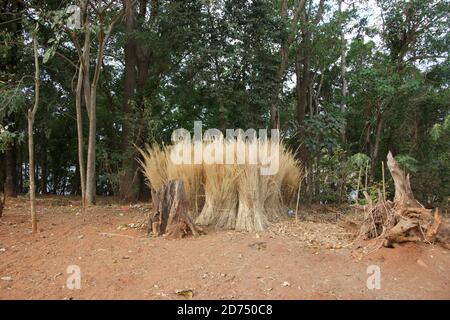 Roofing material gathered in sheaves for sale by the roadside in Madagascar. Stock Photo