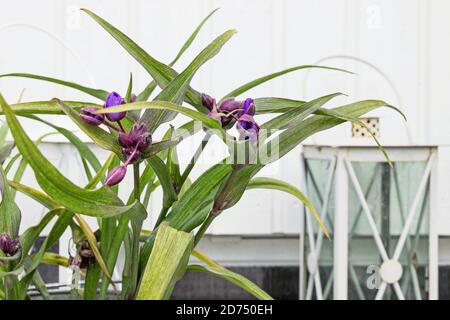 Ohio Spiderwort (Tradescantia ohiensis) flower plant in garden Stock Photo