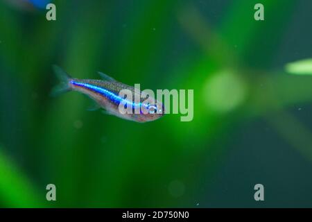 green neon tetra (Paracheirodon simulans) Stock Photo