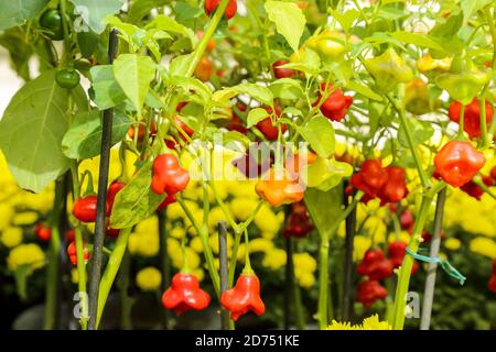 Close-up image of home growing small colorful sweet peppers Stock Photo