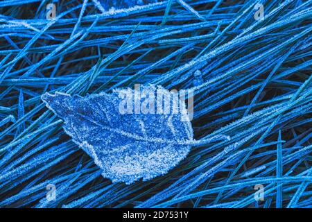 Frozen leaf background with ice crystals, deep blue color background Stock Photo