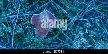 Frozen leaf background with ice crystals, deep blue color background Stock Photo