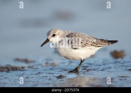 Sanderling (Calidris alba) in winter plumage foraging on the Norfolk coast Stock Photo