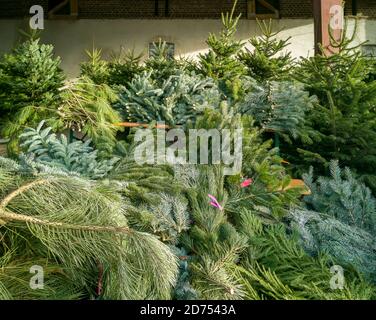 Christmas tree sale on the farm. Freshly felled fir trees and a large selection of fir branches can be chosen by the customer. Nordmann, silver fir, b Stock Photo