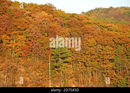 Striking colors of fall foliage near Grand Canyon of Pennsylvania, U.S.A Stock Photo