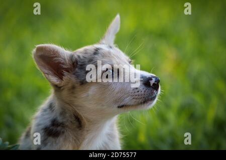 Little Border Collie Blue Merle puppy in various situations Stock Photo