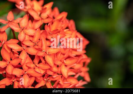Beautiful red spike flower blooming, red Ixora flower, and green leaves with beautifully blurred background. Stock Photo