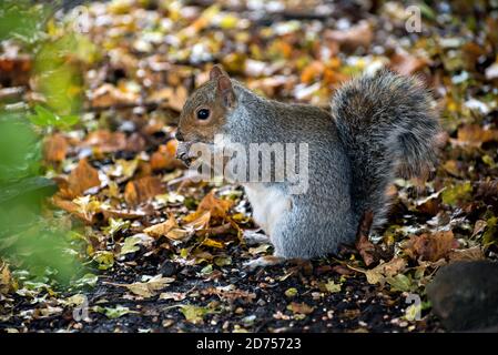 Grey squirrel, sciurus carolinensis. Stock Photo
