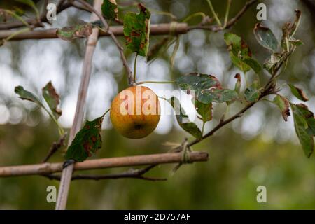 A single apple growing on an apple tree supported by bamboo sticks Stock Photo