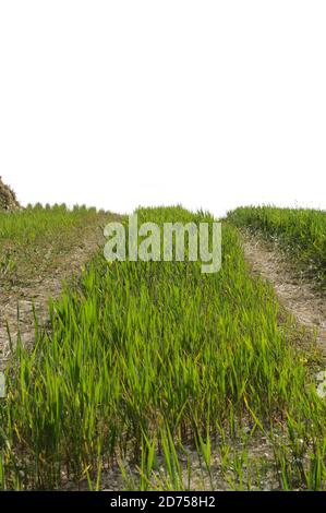 dirt road with green grass isolated on white background (way to... concept) Stock Photo