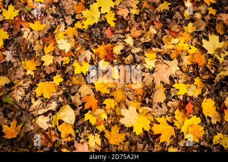 Beautiful and colorfull fallen leaves in autumn forest Stock Photo