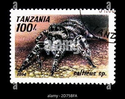 MOSCOW, RUSSIA - NOVEMBER 25, 2017: A stamp printed in Tanzania shows Jumping Spider (Salticus sp.), Arachnids serie, circa 1994 Stock Photo