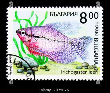MOSCOW, RUSSIA - NOVEMBER 25, 2017: A stamp printed in Bulgaria shows Pearl Gourami (Trichogaster leeri), Fish serie, circa 1993 Stock Photo
