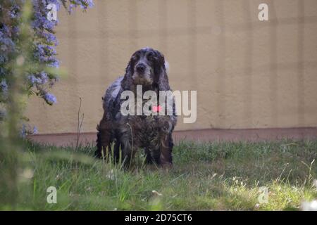 Black and white cocker spaniel Stock Photo