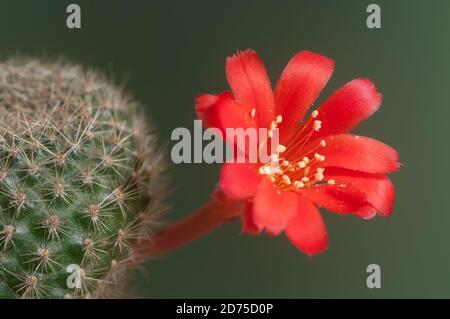 Rebutia minuscula cactus flower, close up shot, local focus Stock Photo