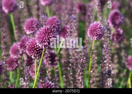 Allium and salvia flowers close up shot outdoors Stock Photo