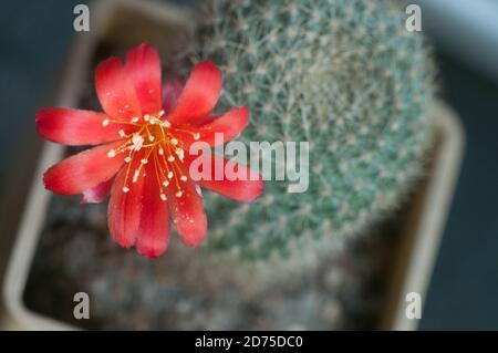Rebutia minuscula cactus flower, close up shot, local focus Stock Photo